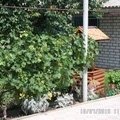 Частное домовладение Абрикосовый джем
